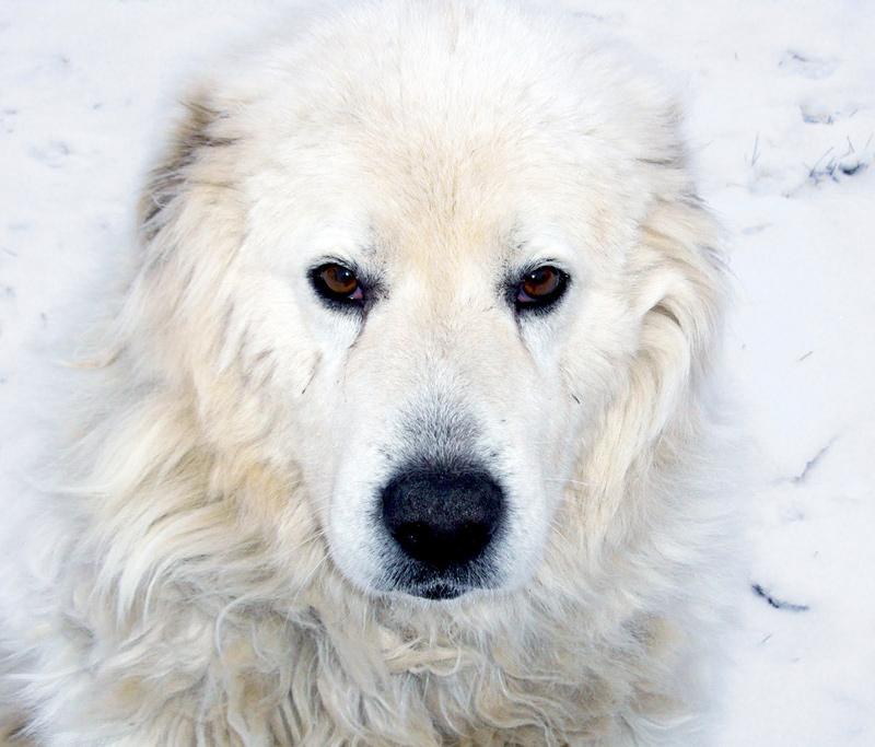 Large white dog sitting in the snow.