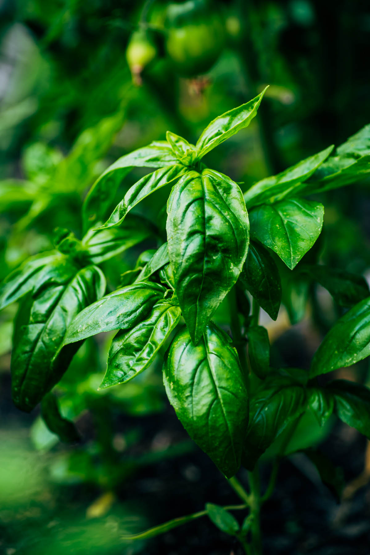 A basil plant in the garden.