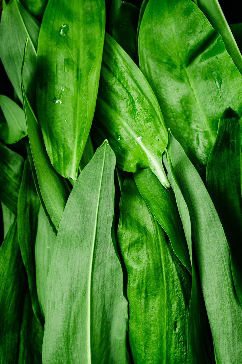 Close up of several leaves of wild garlic.