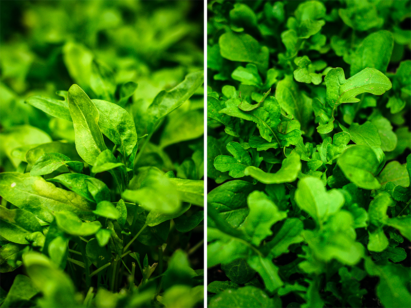 Left side: spinach macro shot in garden. Right side: rucola macro shot in garden.