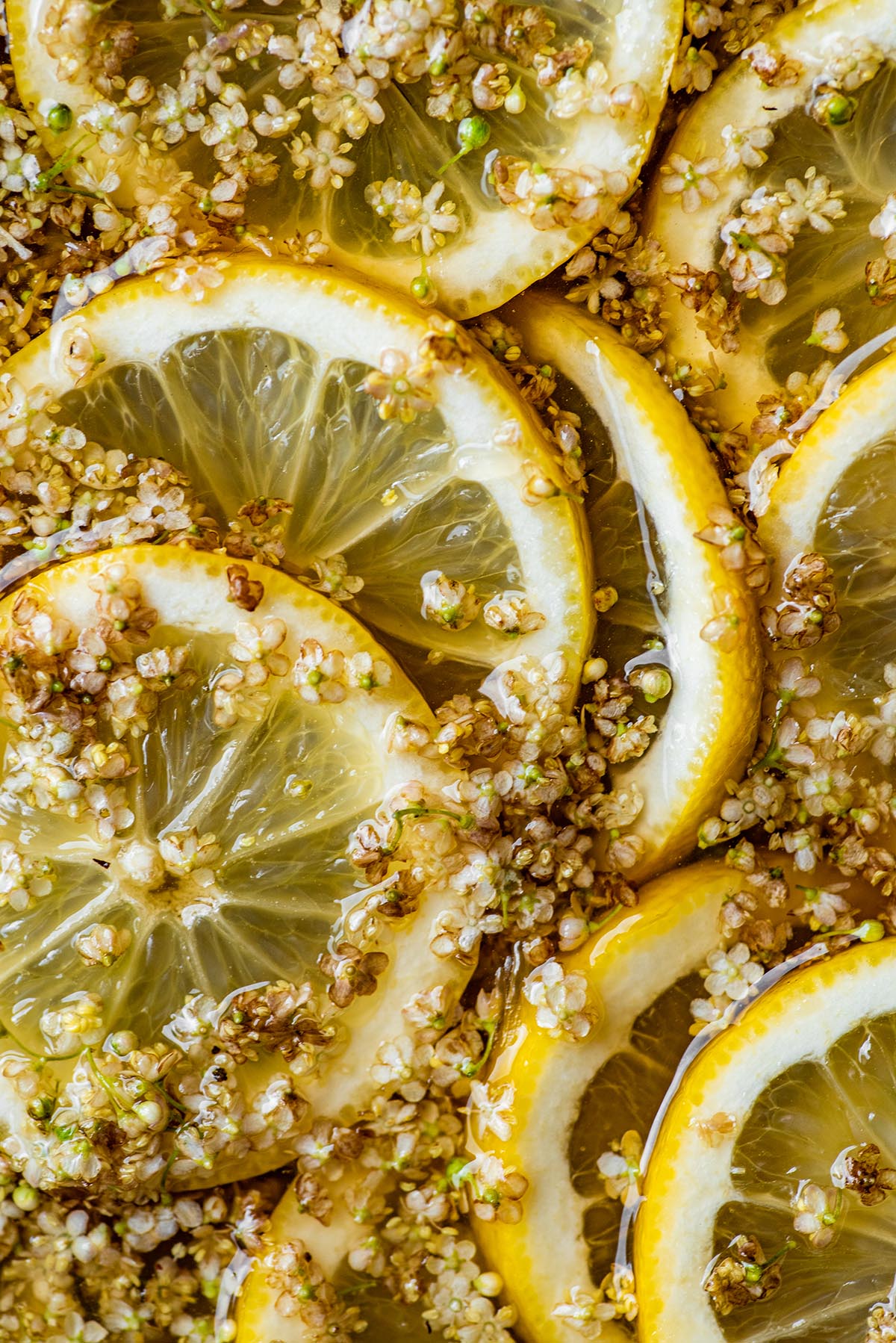 Close up of lemon slices with elderflowers floating in a bowl.