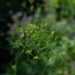 A dill flower head in a garden.