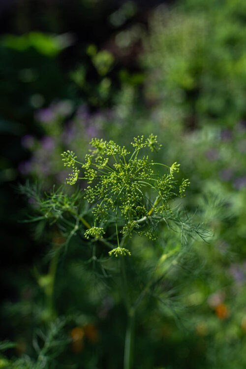 A dill flower head in a garden.