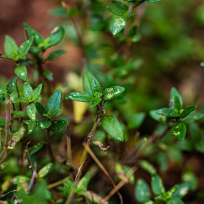 Close up of thyme growing outdoors.