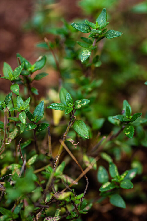 Close up of thyme growing outdoors.