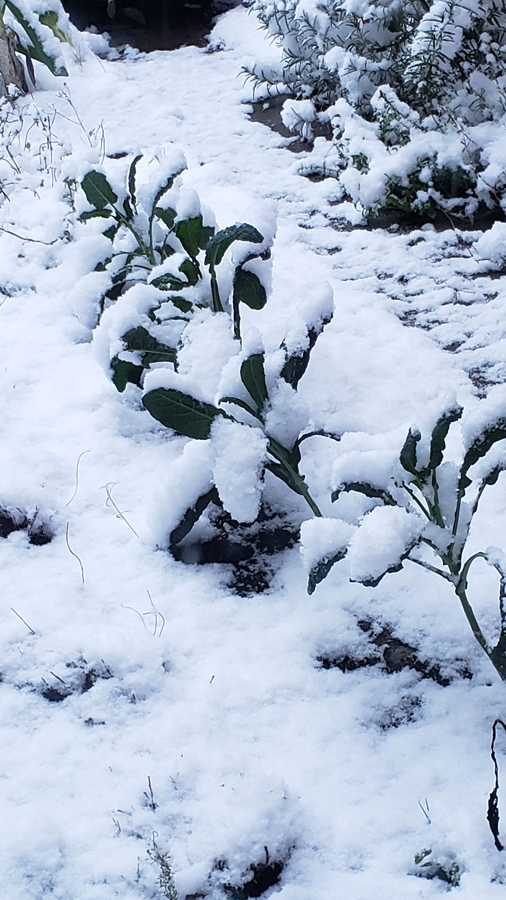 Snow covered small kale plants.