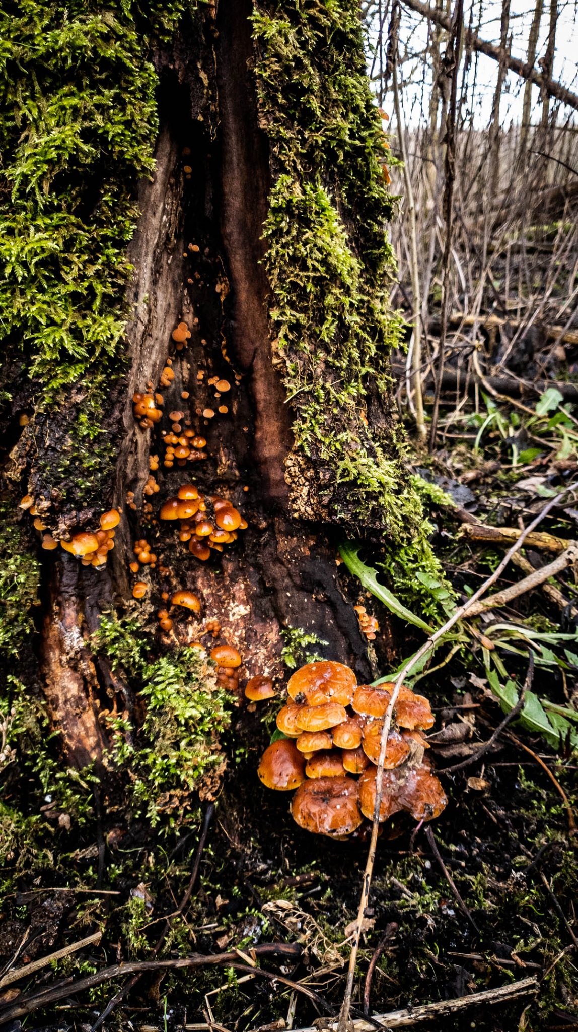 An opening in the base of a tree filled with mushrooms.