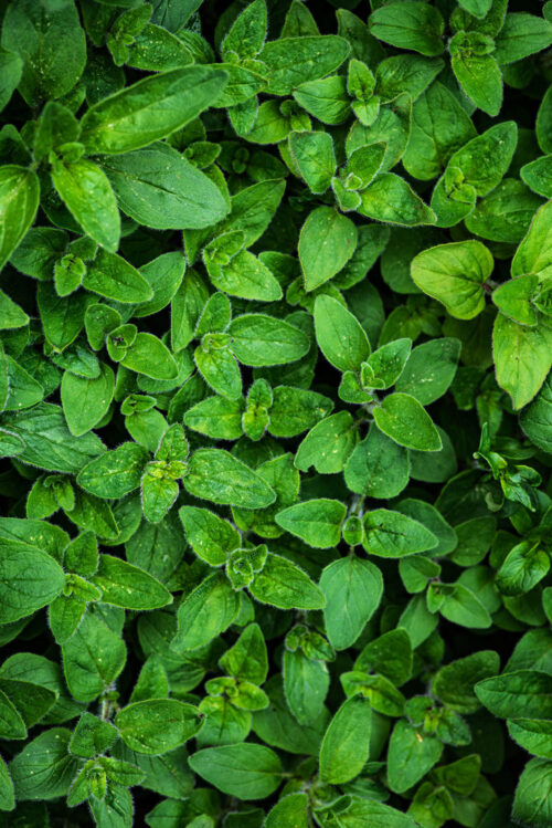 Top down view of a bed of marjoram.