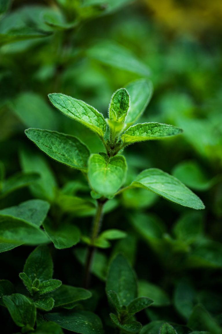 Easy Marjoram Substitutes Occasionally Eggs