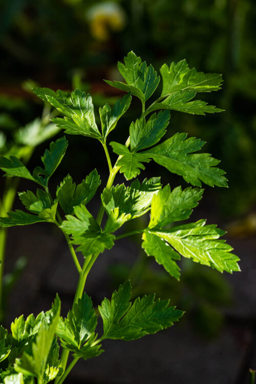 Flat leaf parsley growing in a garden.