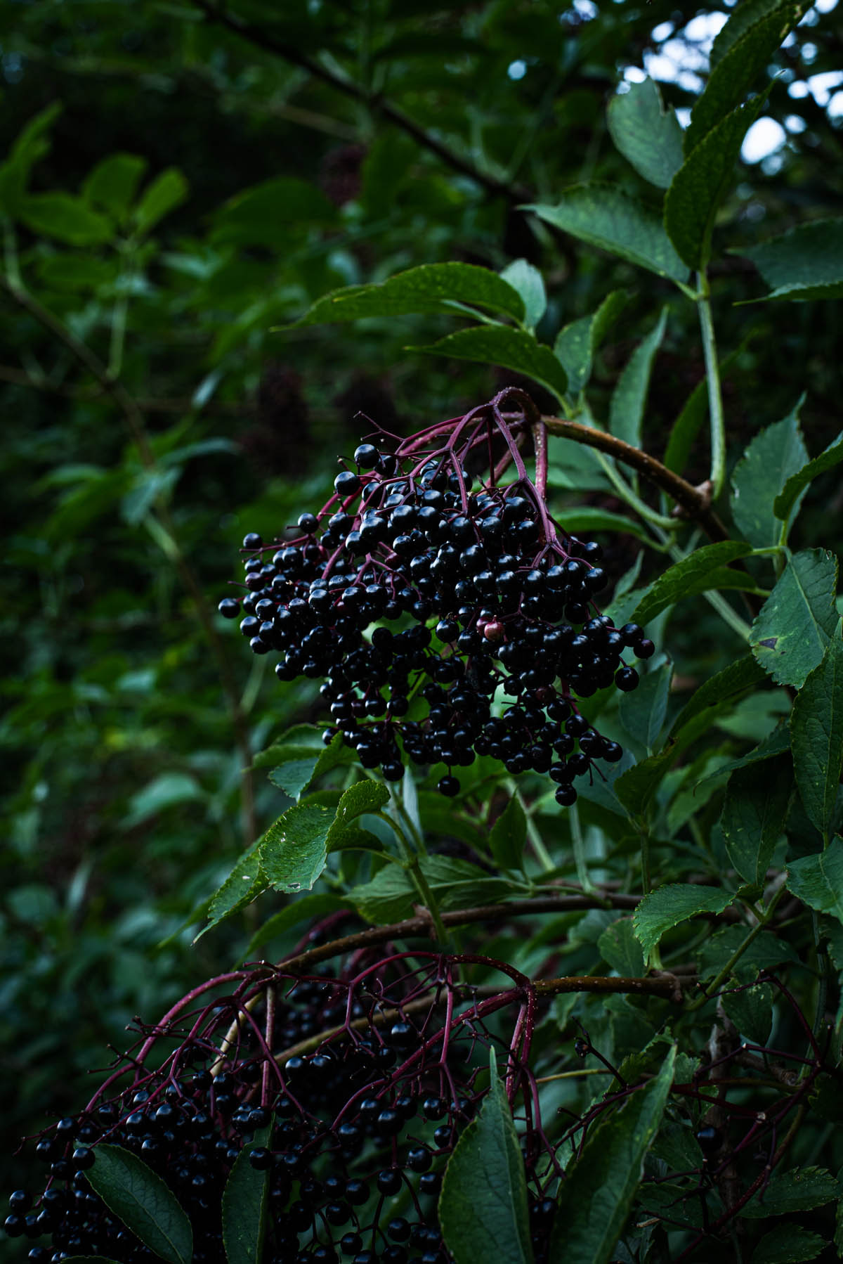 Elderberries on the tree, ripe.