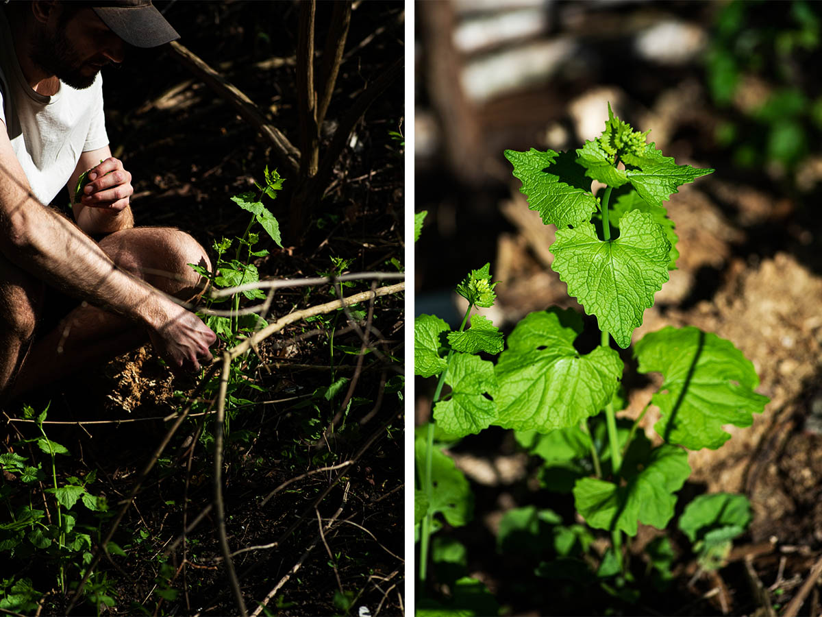 Left image: man harvesting leaves from wild plant. Right image: close up of garlic mustard plant before flowering.