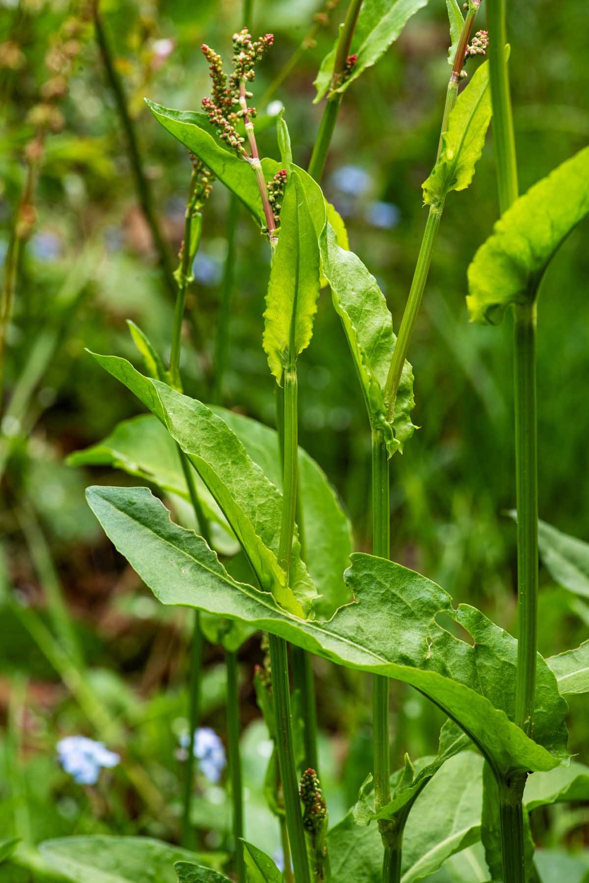 Garden sorrel with flower spikes just beginning.