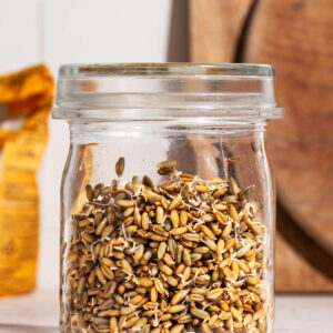 A lidded glass jar filled about two-thirds with sprouted whole grains on a countertop.
