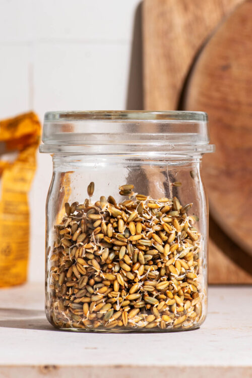 A lidded glass jar filled about two-thirds with sprouted whole grains on a countertop.