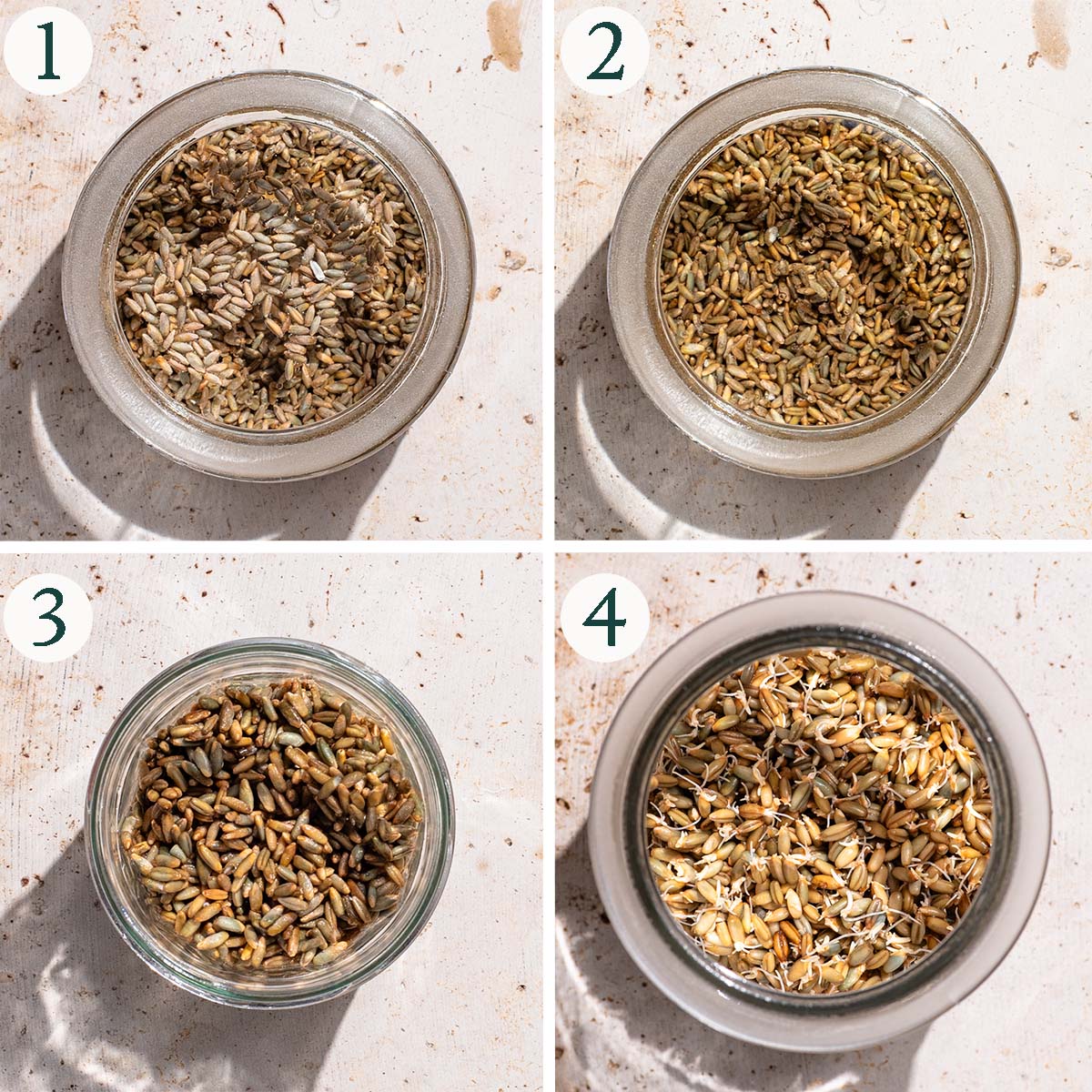 Sprouting wheat steps 1 to 4, soaking, rinsed, starting to sprout, and finished sprouting.