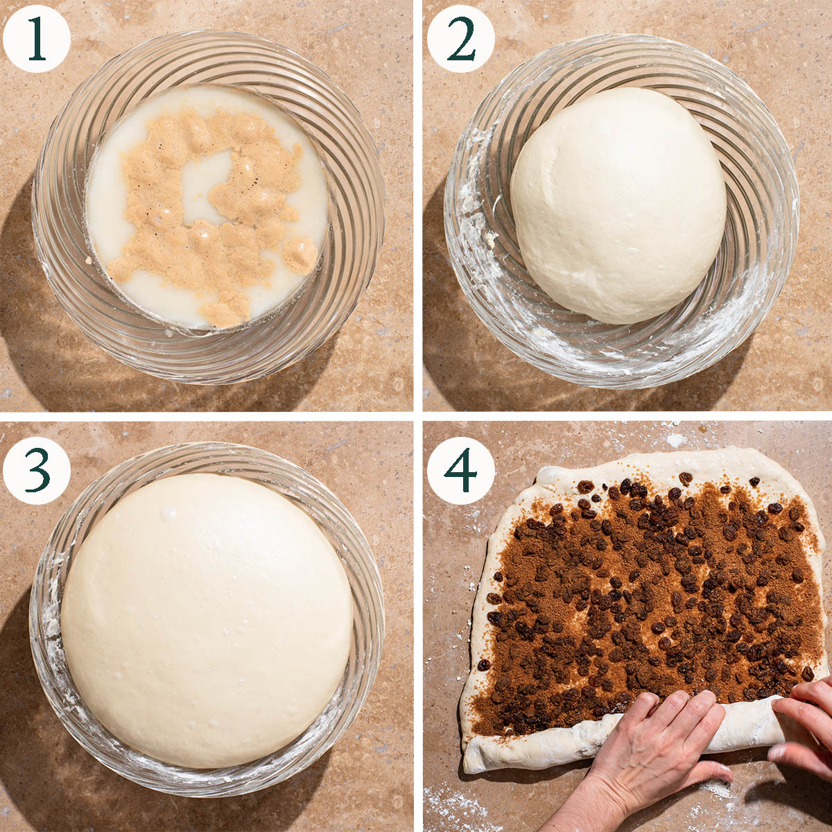 Bread steps 1 to 4, bloomed yeast, dough before and after rising, and rolling up with raisin filling.